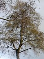 View of a tall tree from the bottom