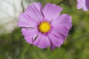 violet mallow blossoms on a blurred background