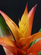 Colorful guzmania flower blossomes