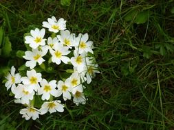 wreath of white flowers