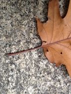 Dried leaf on a rock