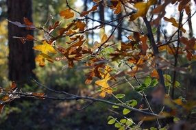 autumn yellow leaves of oak