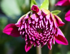 Beautiful dahlia flower in bloom