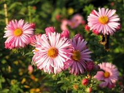 Pink flowers blossom in spring