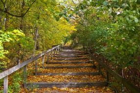 staircase in the forest in yellow leaves