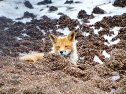 red fox wildlife