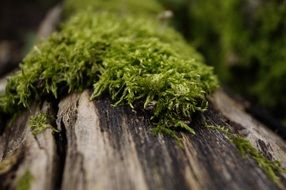 green moss on wood macro