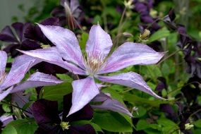 flowers clematis and lavender