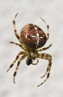 garden spider close up