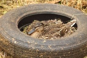duck in a nest made of auto tires