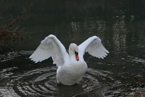 white swan spreading wings