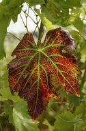 closeup photo of red wine leaf in autumn