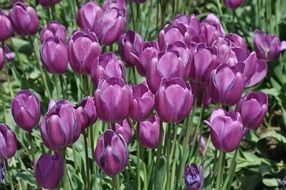 purple tulips in Holland