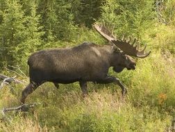 moose with antlers in the wild