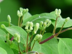 green buds of honeysuckle