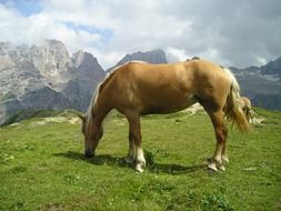 Horse on the green pasture in Italy