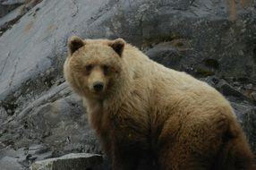 polar bear among the stones