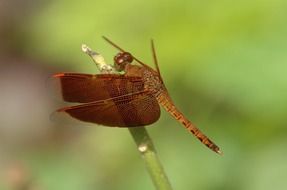 neurothemis like a brown dragonfly