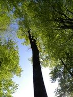 tall trees at forest, bottom view