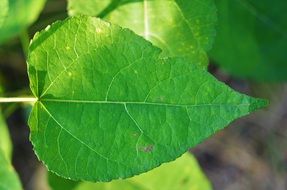 green leaf in sunlight close up