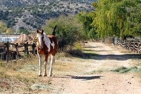 wonderful horse path