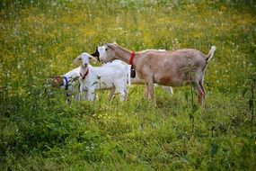 grazing goats