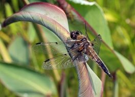 dragonfly on a plant