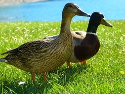 Ducks on the grass near the water