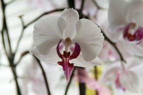 white and purple orchid blossom
