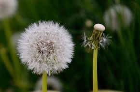 dandelion seed heads