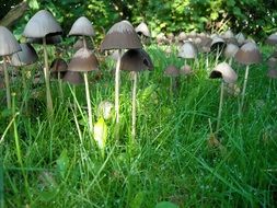 wild mushrooms in tall green grass