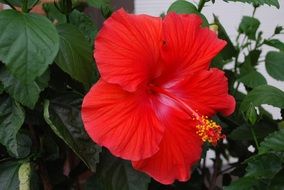 red flower in garden
