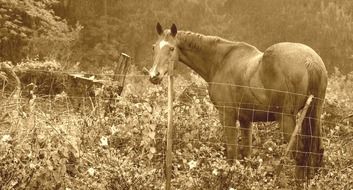 lonely horse in the countryside