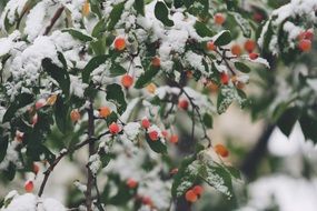 berry snow