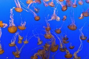 many jellyfish in clear water