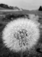 dandelion mountain nature