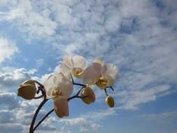 Orchids in summer under the white clouds