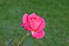 pink rose bloom green grass aback