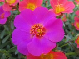 purple bright decorative flower on a blurred background