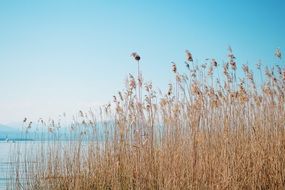 reeds by the river