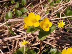 Beautiful Caltha Palustris flowers
