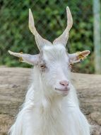 Capra aegagrus hircus or girgentana goat