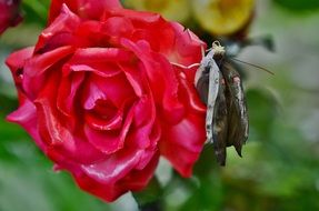 butterfly on a rose bud