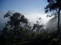 sea fog among the trees