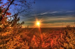 forest in the golden rays of sunset
