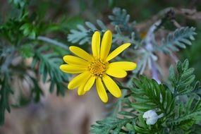 closeup view of yellow flower of Euryops