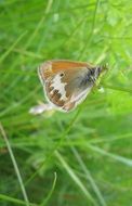 brown butterfly in tall green grass close up