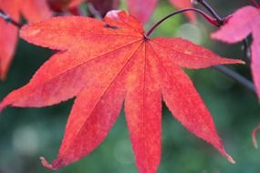 red leaf of indian tree