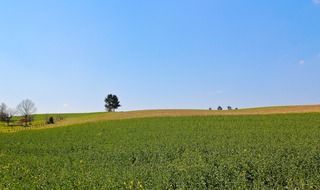 green endless field