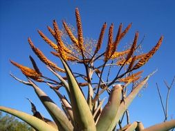orange flowers aloe against the blue sky